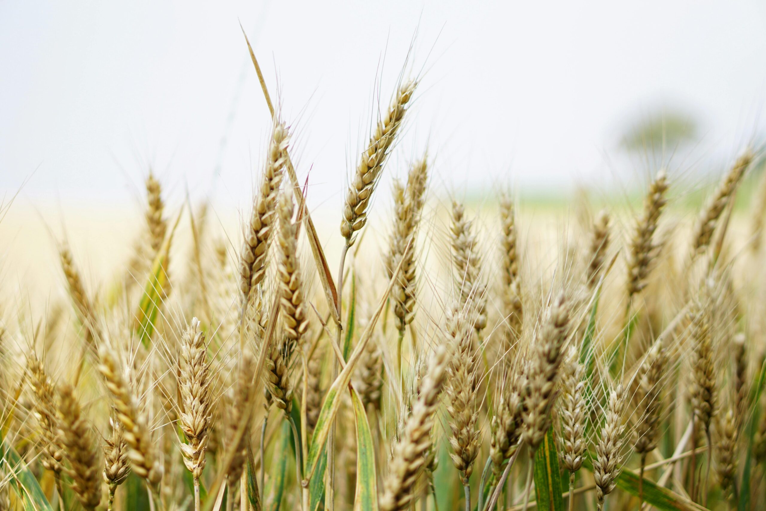 Feedmaterials.com: Your Go-To Animal Feed Resource